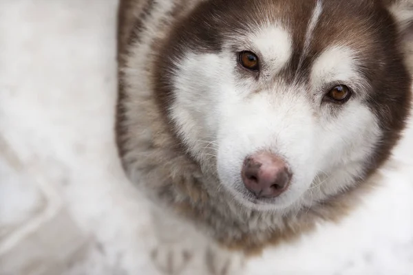 Siberische Husky Oude Hond Portret — Stockfoto