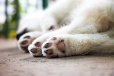 Şirin yavru köpek patileri yakın plan. Husky uyuyor..