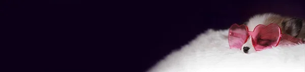 Kalp Şeklinde Gözlükte Uyuyan Sevimli Corgi Köpek Yavrusu Yatay Köpek — Stok fotoğraf