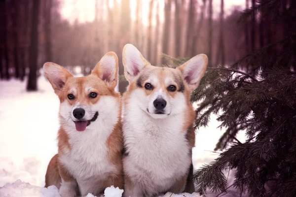 Güneşli Bir Kış Gününde Karlı Bir Ormanda Oturan Iki Corgi — Stok fotoğraf