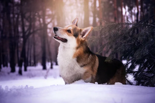 魔法の冬の雪の森の中の犬 トリコロール パーブリード ペンブローク ウェルシュ コーギー — ストック写真
