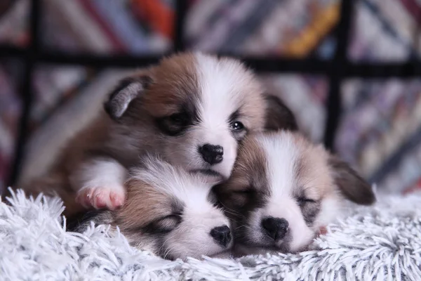 Sleepy Cute Little Corgi Puppies — Stock Photo, Image
