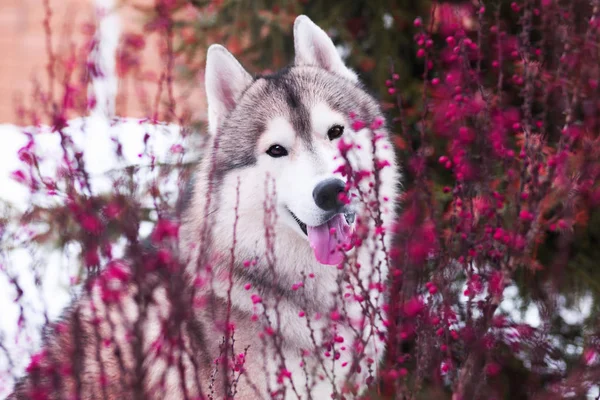 Feliz Perro Husky Arbusto Arándanos Retrato Paseo Invierno —  Fotos de Stock