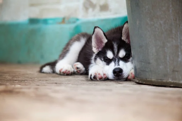 Little Cute Puppy Siberian Husky Sleeping Floor — Stock Photo, Image