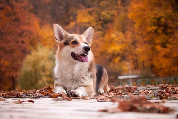 Roztomilý Šťastný Corgi Pes Procházce Podzimním Parku — Stock fotografie