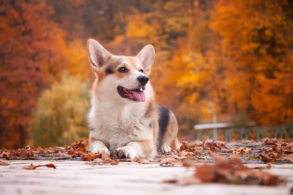 秋の公園を歩くかわいい幸せな犬 ハッピーコーギー — ストック写真