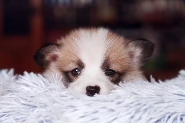 Cute Puppy Portrait Little Welsh Corgi Pembroke White Faux Fur — Stock Photo, Image