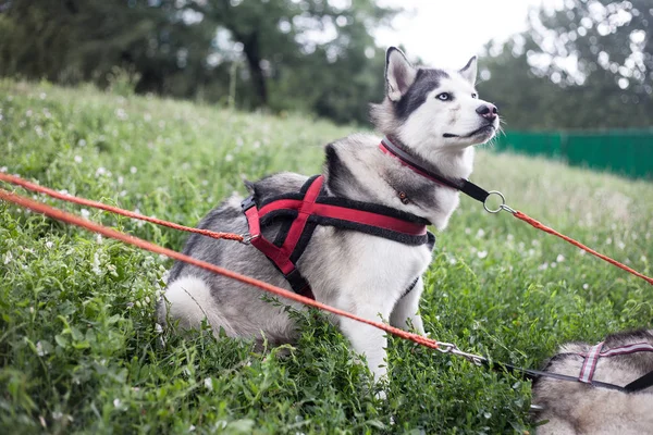 Sibiřský Husky Sobě Postroj Límec Pes Bikejoring Běh Školení — Stock fotografie