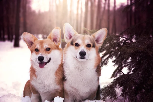 Kış Ormanında Oturan Iki Tatlı Corgi Köpeği Ormanda Güneşli Soğuk — Stok fotoğraf