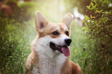 Sevimli galce corgi pembroke açık bahar / yaz fotoğraf. Mutlu ve sağlıklı köpek tasma kapalı güzel parkta yürüyüş.