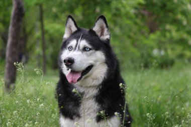 Sevimli siyah ve beyaz blu gözlü sibirya husky açık hava portresi. Parkta tasmayı kapatan sağlıklı ve mutlu köpek. 