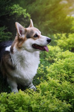 Sevimli galce corgi pembroke açık bahar / yaz fotoğraf. Mutlu ve sağlıklı köpek tasma kapalı güzel parkta yürüyüş.