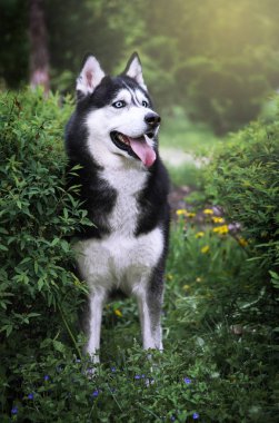 Sevimli siyah ve beyaz blu gözlü sibirya husky açık hava portresi. Parkta tasmayı kapatan sağlıklı ve mutlu köpek. 