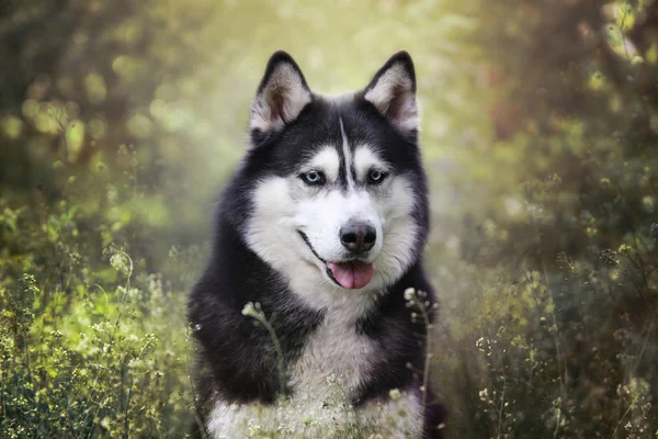 かわいい黒と白の青い目シベリアハスキー屋外肖像画 公園でリードをオフに歩く健康で幸せな犬 — ストック写真