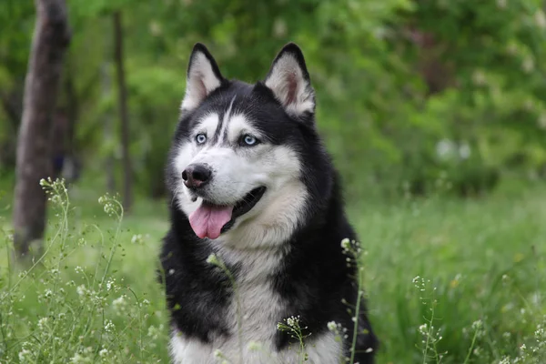 Lindo Retrato Aire Libre Husky Siberiano Ojos Azules Blanco Negro —  Fotos de Stock