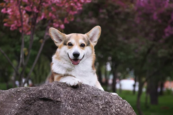 かわいい面白いコーギー犬屋外肖像画 公園で幸せで健康な若い犬 大きな岩の上に横たわって ウェールズコーギーペンブローク — ストック写真