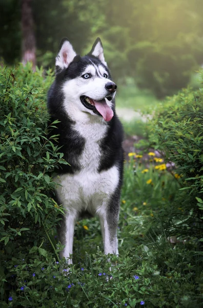 可爱的黑色和白色的蓝眼西伯利亚哈斯基户外肖像 健康快乐的狗在公园里走皮带 — 图库照片