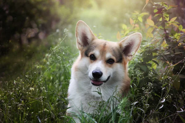 かわいいウェールズコーギーペンブローク屋外春 夏の写真 リードオフ美しい公園を歩く幸せで健康な犬 — ストック写真