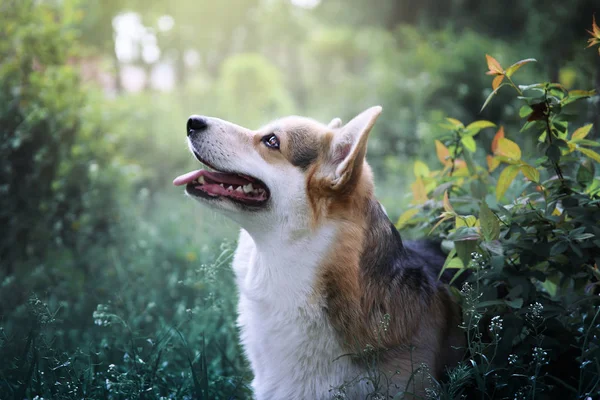 Cute Tricolor Welsh Corgi Pembroke Portrait Healthy Happy Dog Walking — Stock Photo, Image