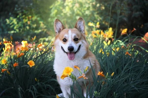 Sevimli mutlu galce corgi pembroke sarı ve turuncu çiçekler ve yeşil çim ile güzel bir çiçektar oturan. Köpek dış portre.
