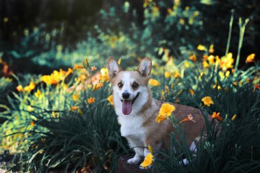 Sevimli mutlu galce corgi pembroke sarı ve turuncu çiçekler ve yeşil çim ile güzel bir çiçektar oturan. Köpek dış portre.