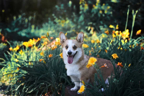 可爱的快乐的威尔士科吉彭布罗克坐在一个美丽的花坛与黄色和橙色的花朵和绿色的草 狗户外肖像 — 图库照片