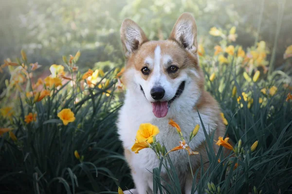 可爱的狗在黄色的花床上开花 威尔士科奇刺绣在花园 — 图库照片