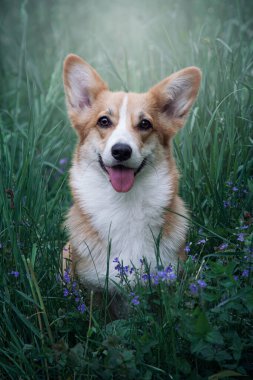 Güzel köpek. Galce corgi pembroke.