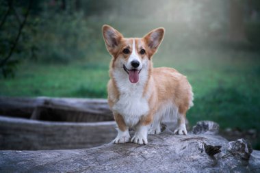 Büyük eski bir kütüğün üzerinde duran Galli Corgi Pembroke. Mutlu şirin köpek..
