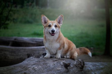 Ormanda bir kütüğün üzerinde oturan bir köpek. Corgi yürüyüşe çıktı..