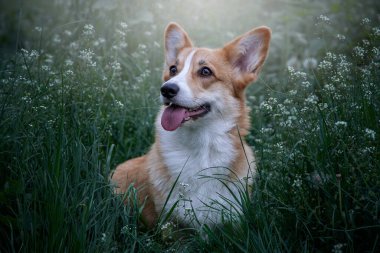 Yeşil bir çim çayırında Welsh corgi pembroke. Tasmasız gezerken mutlu şirin köpek.. 