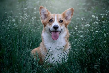 Yeşil bir çim çayırında Welsh corgi pembroke. Tasmasız gezerken mutlu şirin köpek.. 