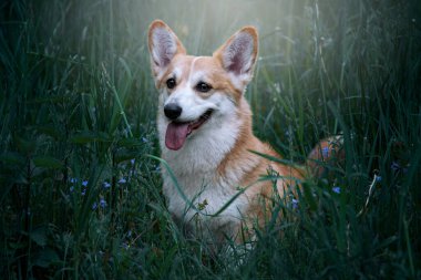 Galli Corgi Pembroke yürüyüşe çıkmış. Çiçeklerle dolu yeşil çimlerde oturan bir köpek. Sağlıklı ve mutlu genç safkan köpek..