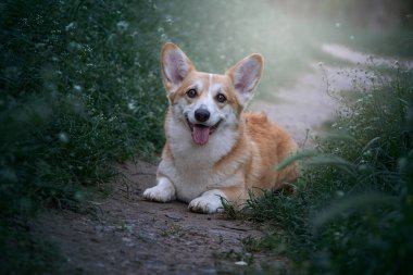 Şirin Corgi. Yürüyüşe çıkmış köpek..