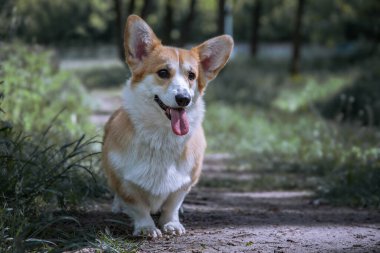 Corgi park yolunda duruyor. Yürüyüşe çıkmış köpek..