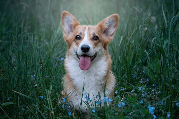 Happy and healthy dog. Corgi portrait.