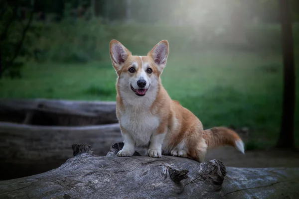 Dog Sitting Log Forest Corgi Walk — Stock Photo, Image