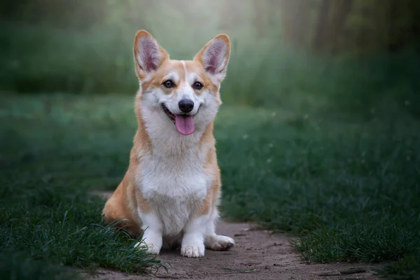 コーギーは歩道に座っている かわいい笑顔犬の肖像画 — ストック写真