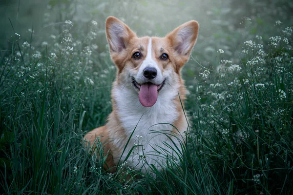 Walesin Corgi Pembroke Vihreä Ruoho Kukka Niitty Onnellinen Söpö Koira — kuvapankkivalokuva