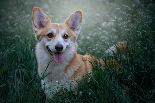 Welsh Corgi Pembroke Zielonej Łące Kwiatowej Trawy Happy Cute Pies — Zdjęcie stockowe