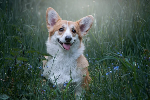 散歩中のウェールズのコーギー ペンブローク 犬は花のある高い緑の草の中に座っている 健康で幸せな若い純血種の犬 — ストック写真