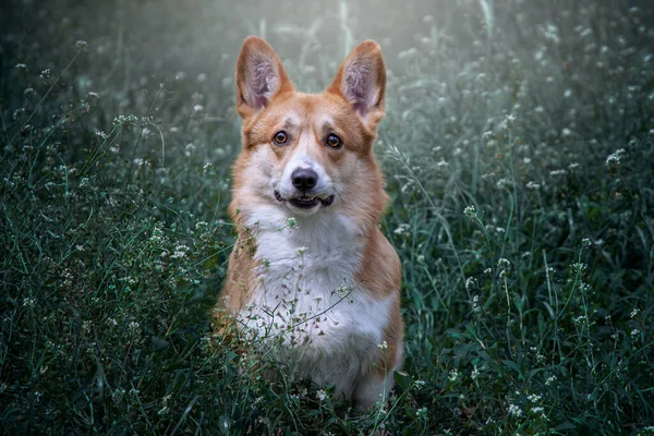 Vicces Kutya Portré Egy Gyönyörű Virágmezőn Walesi Corgi Pembroke — Stock Fotó