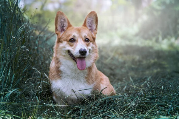 緑の草の上に座って素敵なコーギー 犬の肖像画 スペースのコピー — ストック写真
