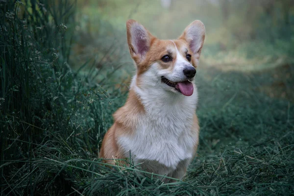 緑の草の上に座って注意コルギ かわいい犬 — ストック写真