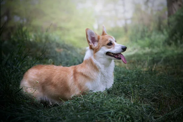 Corgi Resting Green Grass Happy Cute Dog — Stock Photo, Image