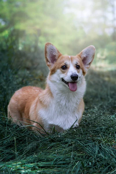 Corgi Engraçado Passeio Trela Cão Feliz Saudável — Fotografia de Stock