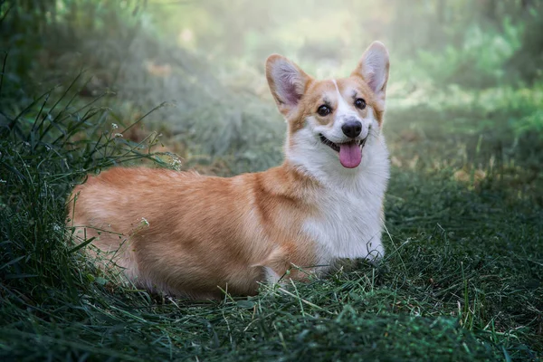 Słodki Pies Zielonej Trawie Szczęśliwej Corgi Językiem Wierzchu Głupi Szczęśliwy — Zdjęcie stockowe