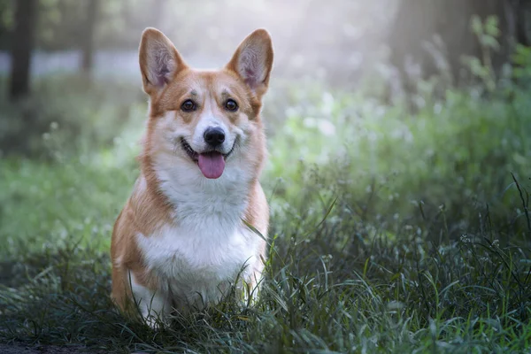Beautiful Dog Portrait Welsh Corgi Pembroke — Stock Photo, Image