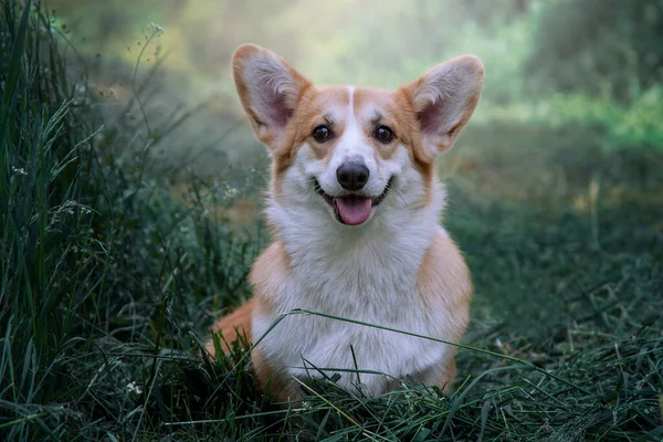 緑の草の上に犬が休んでいる ハッピードッグ — ストック写真