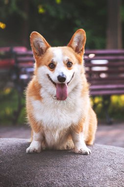 Parkta oturan köpek. Galce corgi pembroke.